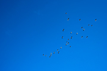 A flock of birds flying in the sky