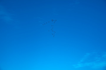 A flock of birds flying in the sky