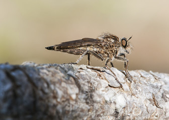 Asilidae killer fly, diptero that is a fierce predator of other insects