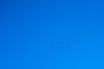 A flock of birds flying in the sky