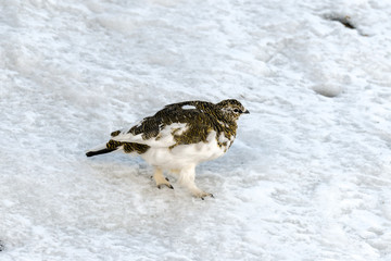 Lagopède alpin, femelle, .Lagopus muta, Rock Ptarmigan