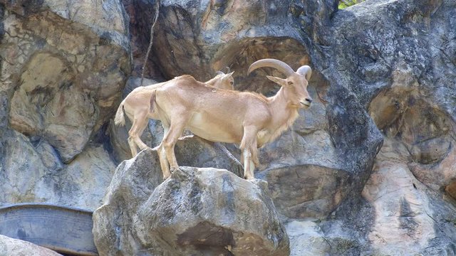 Female barbary sheep is standing on a rock with her small baby sheep