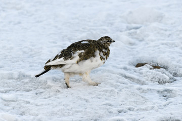 Lagopède alpin, femelle, .Lagopus muta, Rock Ptarmigan