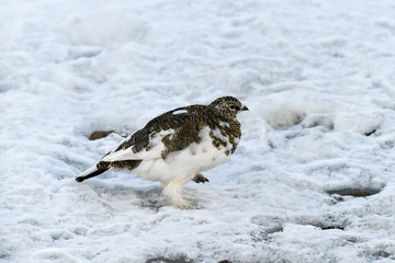 Lagopède alpin, femelle, .Lagopus muta, Rock Ptarmigan