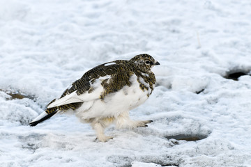 Lagopède alpin, femelle, .Lagopus muta, Rock Ptarmigan