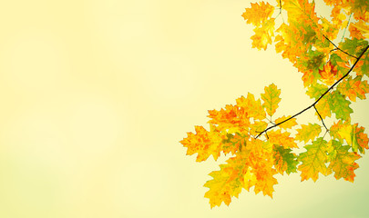 Beautiful Nature Autumn Background