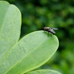 close up fly on green leaf.