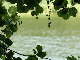Liście lipy na tle jeziora 