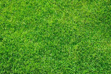 green grass top view background texture concept.