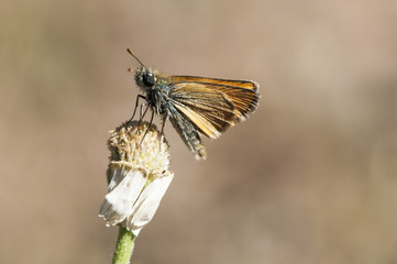 Thymelicus The Lulworth skipper butterfly of the family Hesperidae very common in the fields of Andalucia