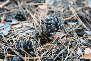 Autumn in forest. Background of needles on ground. Pine cones and twigs on woodland floor in soft focus. .