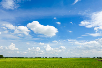 sky and green grass field background.