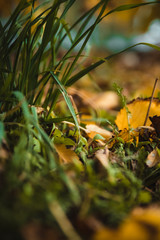 Warm colors of Autumn. Background of colorful leaves. Change of seasons concept.