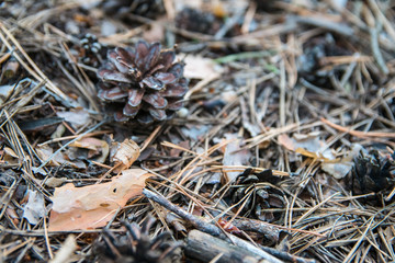 Autumn in forest. Background of needles on ground. Pine cones and twigs on woodland floor in soft focus. .