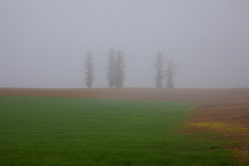 foggy morning in the vast field