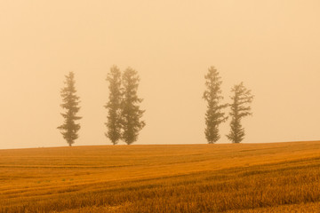 Obraz premium Larix kaempferi on the hill at Biei Hokkaido
