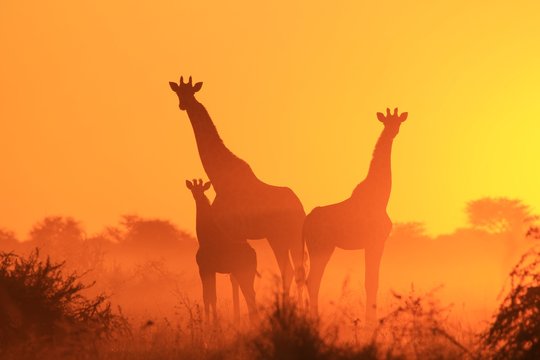 Silhouette of family of giraffes at sunset