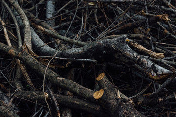 A pile of wood cut in the autumn
