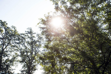 Sunlight Through Green Tree, treetops in the forest, beautiful landscape