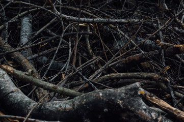 A pile of wood cut in the autumn