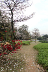 Obraz premium Ibirapuera