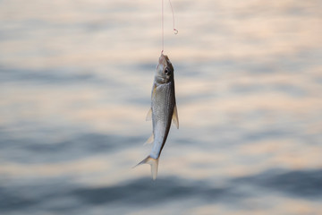 Fishing