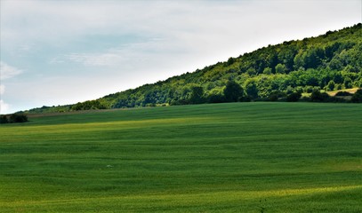 Fototapeta na wymiar a green wheat field