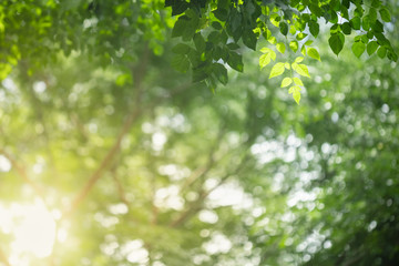 Obraz premium Close up of nature view green Millingtonia hortensis leaf on blurred greenery background with bokeh and copy space using as background natural plants landscape, ecology wallpaper concept.