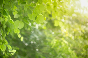 Close up of nature view green Orchid tree leaf on blurred greenery background under sunlight with bokeh and copy space using as background natural plants landscape, ecology wallpaper concept.