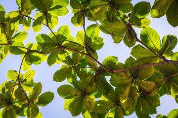 Fototapeta na wymiar Green leaves in the sky