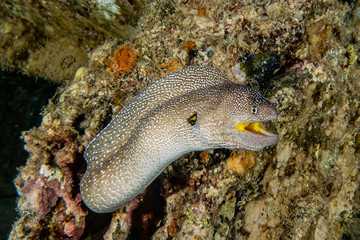 Moray eel Mooray lycodontis undulatus in the Red Sea, eilat israel