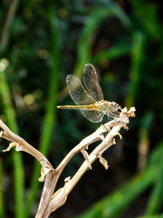 dragonfly mantis on leaf, close up 