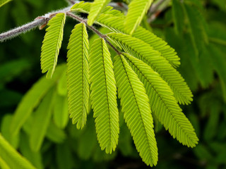 green leaves of tree