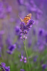 Vanessa cardui butterfly on lavender painted lady
