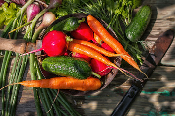 fresh homemade vegetables rural harvest selective focus