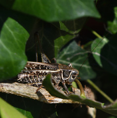 insect locust on green foliage