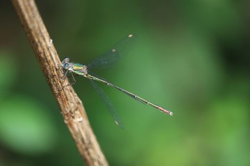  libellules émeraude