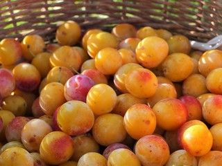 Mirabelles dans un panier.