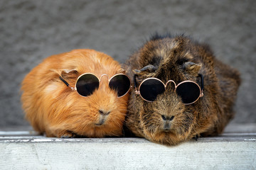 two funny guinea pigs in sunglasses