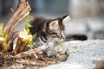 Cat puppy photographed outdoors in the branches of a tree and dry grass. Pets. Felines.