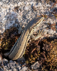 Lézard
