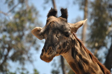Giraffe Portrait 3