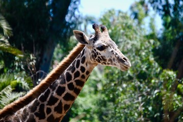 Giraffe Portrait 2
