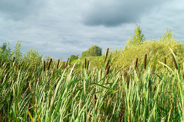Autumn landscape with marsh plant bulrush © ovcerleonid