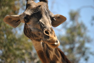 Naklejka premium Giraffe Portrait 1