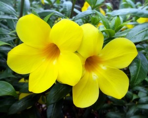 flower on a green background