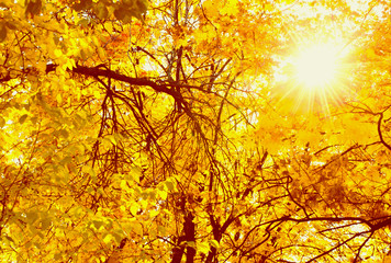 Fototapeta na wymiar Sun rays seen through tree brances in autumn park. Fall concept