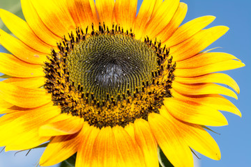 Sunflower blooming, Sunflower field landscape, Closeup of sunflower