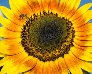 Sunflower on blue sky background. Bee on Sunflower pollination