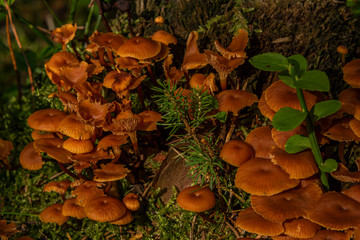 Inedible mushroom in summer sunny wet forest